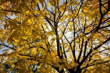 Obraz premium Bright yellow tree in sunlight