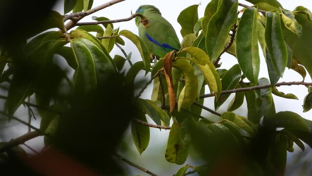 Orange Chinned Parakeet with blue feathers along wing tip edge, rearview