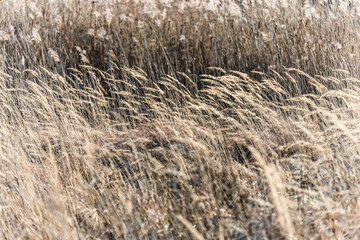 Obraz premium blades of yellowed dry grass bending under the pressure of the wind