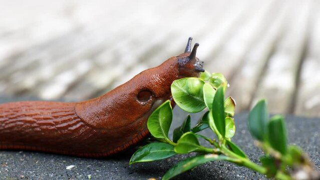 Orange naked snail crawing on a wooden floor