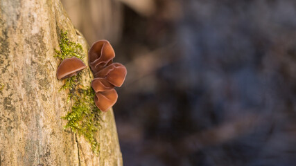 mushrooms on a rotting elderberry stump with lots of blue, navy blue, indigo background on the side...