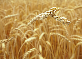 wheat field with shallow depth of view created with generative ai technology. High quality photo