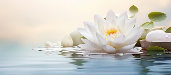Tranquil White Blossom Drifting on Calm Crystal Clear Lake Surface in Serene Nature Scene