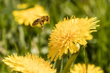 worker honey bee hovering over a yellow dandelion flower in a meadow, apis melifera