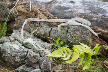 a molt of a snake left by it at the base of a fallen tree trunk