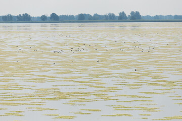 water surface abundantly covered with ranunculus baudotii, brackish water-crowfoot, Szczecin...