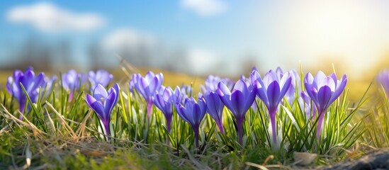 Vibrant Crocus Flowers Blooming in Spring Garden Under Warm Sunlight