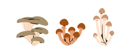 Oyster mushroom, honey fungus, shimeji. Autumn fall edible fungi clusters, bunches set. Natural vegetarian forest food plants. Botanical flat vector illustrations isolated on white background © Good Studio