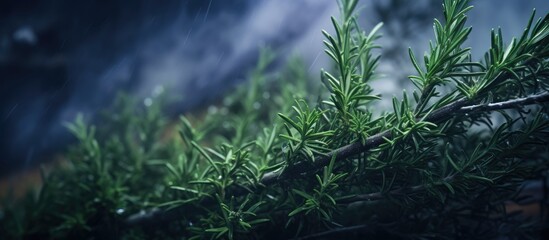 Tranquil Tree Branch Adorned with Glistening Water Droplets in a Serene Natural Setting