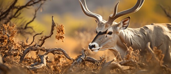 Graceful White-Tailed Antelope Roaming Freely in Lush Natural Habitat