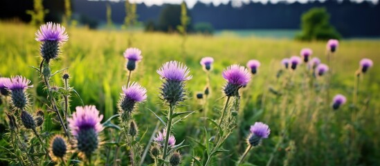 Naklejka premium Vivid Purple Thistle Flowers Blooming Beautifully in a Lush Green Field of Wildflowers