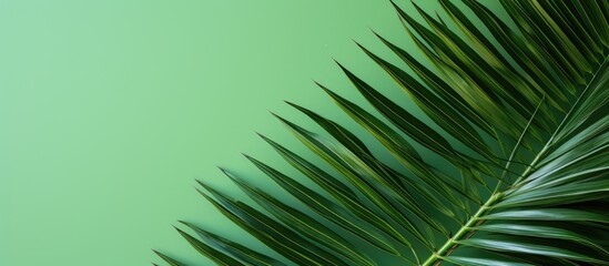 Fototapeta premium Vibrant Tropical Palm Leaves on Lush Green Background - Exotic Botanical Foliage Concept
