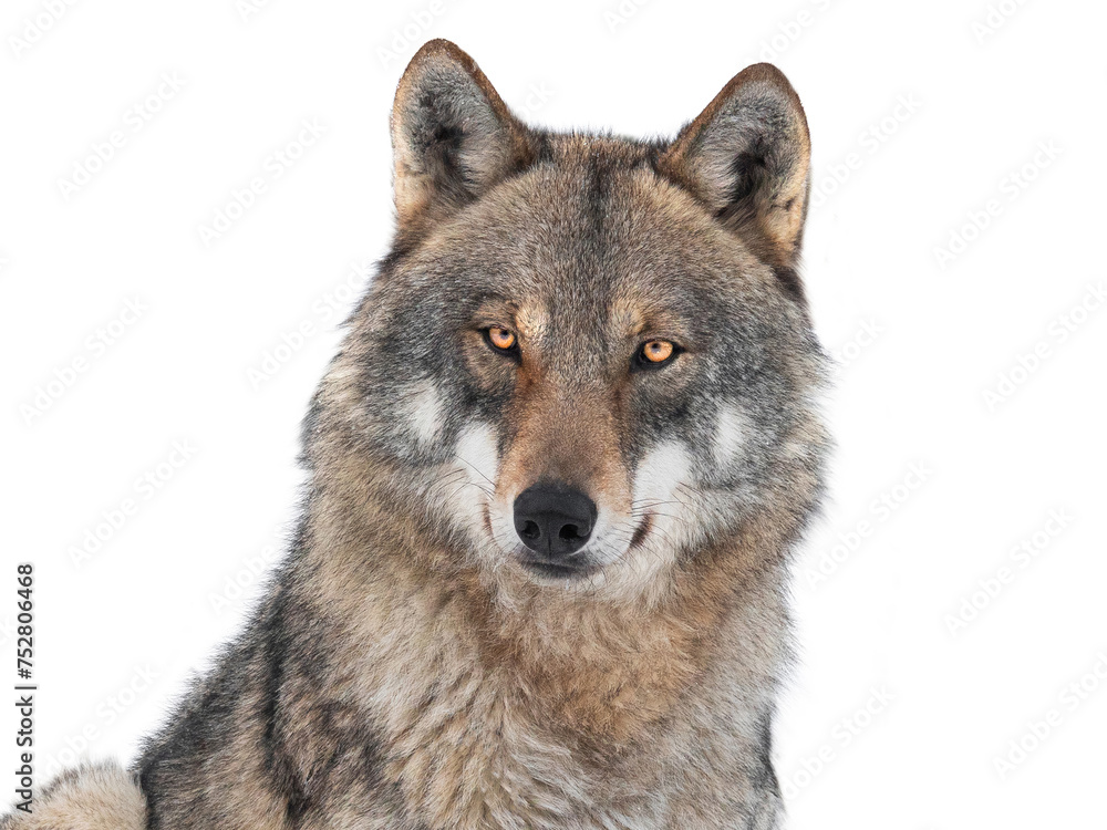 Sticker portrait wolf isolated on white background