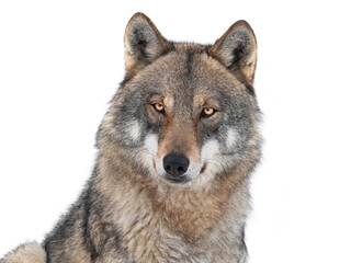 portrait wolf isolated on white background
