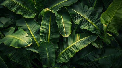 tropical banana leaf texture, large palm foliage nature dark green background