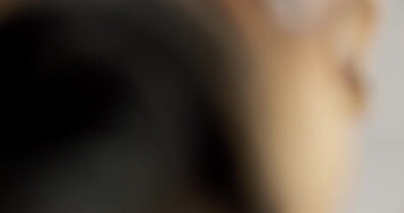 Closeup, dog and face to kiss, love and show happy affection as curious, nose and lick in studio. Sweet, caring or female French bulldog as adoption, foster fail or ready to rescue on grey background