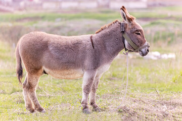 Donkey stands in middle of pasture, side view. Portrait of stubborn donkey. Beast of burden