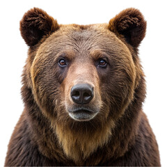Brown bear isolated on transparent background. Big wild animal. Animal portrait.