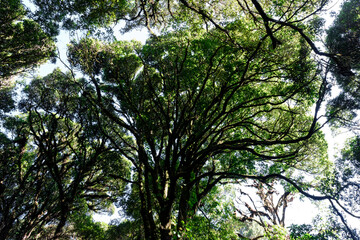 Fototapeta premium View into the crown of beech trees in spring. Sky, trees, blue and freedom