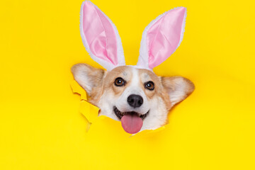Happy Easter. Corgi with bunny earsclimbs out of hole in colored background. Little smiling dog on bright trendy yellow background. Free space for text.