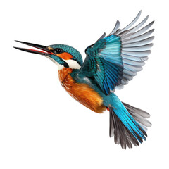 Fototapeta premium kingfisher flying isolated on white
