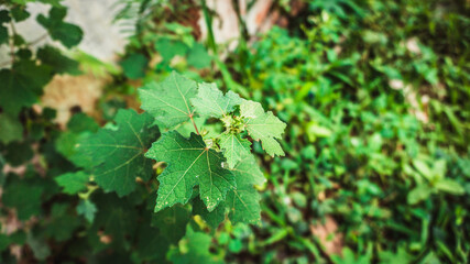Closeup shot of a plant with lush green foliage