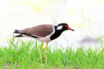 The Red-wattled Lapwing on the field