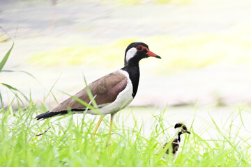 The Red-wattled Lapwing on the field