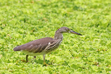 The heron on the field
