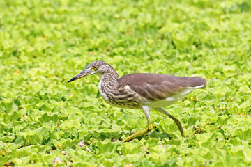 The heron on the field