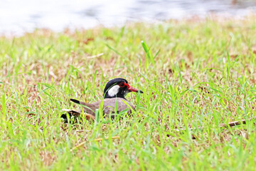 The Red-wattled Lapwing on the field