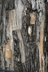 Tree bark texture background. Skin the bark of a tree that traces cracking. Tree bark. The texture of the tree. Wooden texture.