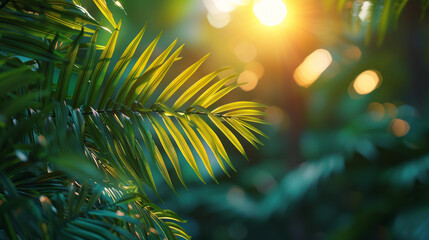 Blur beautiful nature green palm leaf on tropical beach with bokeh sun light wave abstract background.