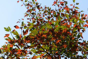 Ginkgo biloba in autumn. This tree is commonly known as ginkgo, gingko or maidenhair tree. It is...