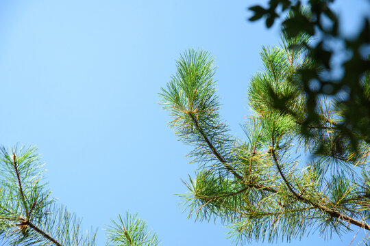 Top of Pinus Kesiya Pine Tree.