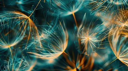  Olor dandelion seeds in close up. © Johnu
