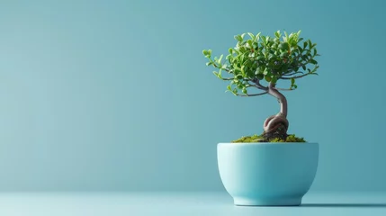 Fotobehang A small bonsai tree flourishing in a blue pot, embodying tranquility and natures beauty © zainab