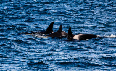 Orca (Orcinus orca or Killer whale) family group of three animals swimming next to a whale watching...