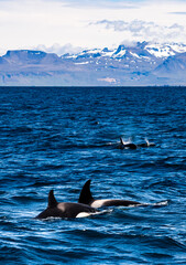 Group Killer Whales Off The