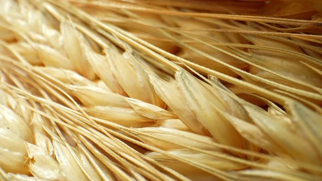 A macro shot reveals the intricate details of wheat ears, showcasing their graceful curves and delicate textures. Each kernel stands out, capturing the essence of nature's beauty. Wheat background.
