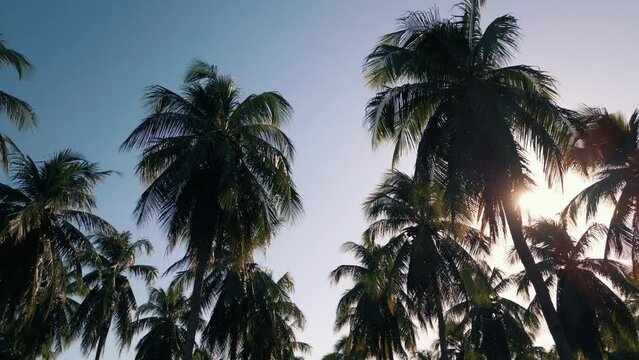 Palm Trees Coconut Background View Bottom Move. Greenery Palm Tree on Blue Sky. Beach on Tropical Island. Under Palm Trees Against Sun. Palm Trees at Sunlight. 4k Shot on Gimbal Slow Movement Outdoors