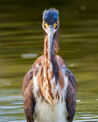 great crested grebe