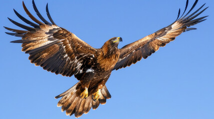 A powerful bird of prey with wide wingspan and sharp talons flying gracefully through the air