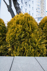 Yellow evergreen shrubs on the lawn closeup