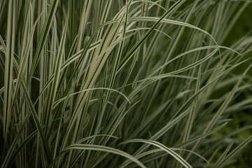 Fototapeta na wymiar Arrhenatherum bulbosum variegatum. Decorative green and white striped grass. Small depth of field