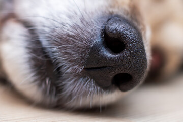 Black wet dog nose closeup, macro photography