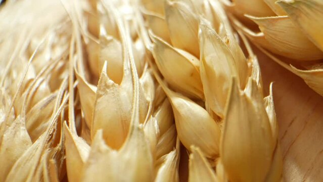 Ears of wheat represent prosperity and abundance, often depicted in art and literature as a symbol of bountiful harvests and plentiful sustenance. Macro video. Wheat background. 4K.
