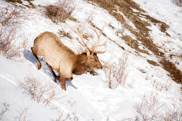 Deer in the snow against the sky and mountains. A herd of wild deer.