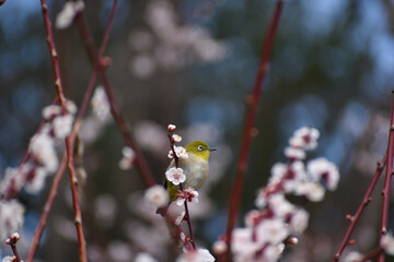 bird （zosterops） on branch