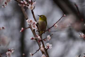 Bird （zosterops）perching on a tree